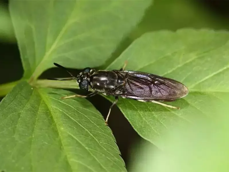 Adult Black Soldier Fly on Leaf – Natural Insect Protein Source for Animal Feed, made by PoWorms brand from ISEMIPET