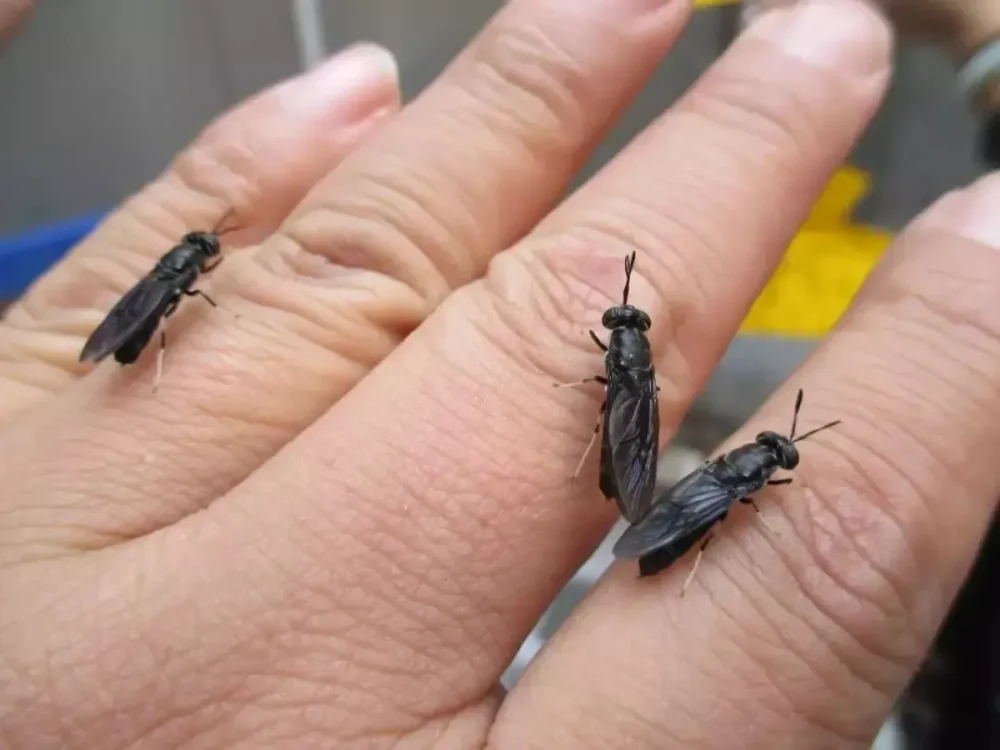Black Soldier Fly Adults on Human Hand – Demonstrating Size and Gentle Nature, made by PoWorms brand from ISEMIPET