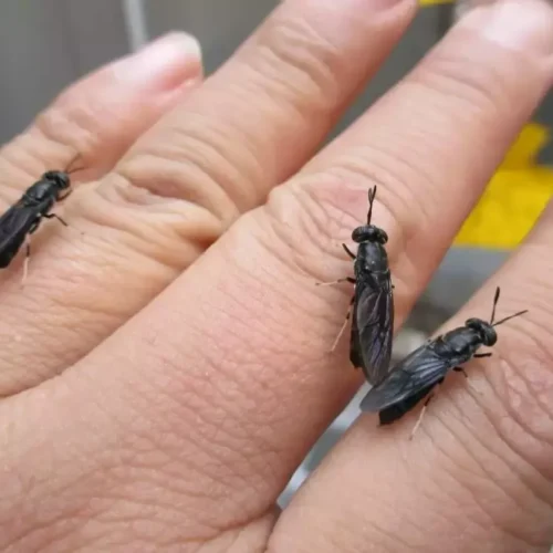 Black Soldier Fly Adults on Human Hand – Demonstrating Size and Gentle Nature, made by PoWorms brand from ISEMIPET
